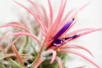 pink tillisandia