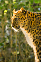 leopard with light