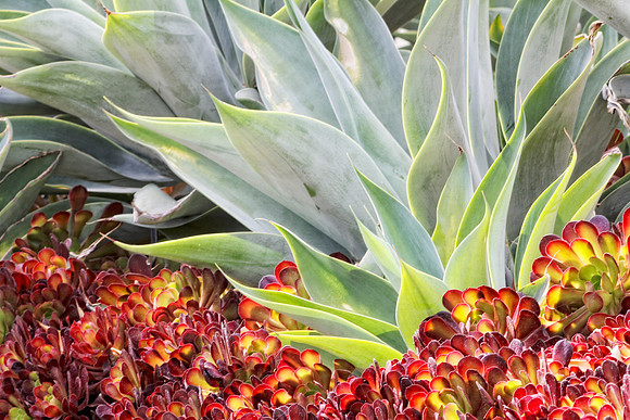 Agave with burgandy succulents
