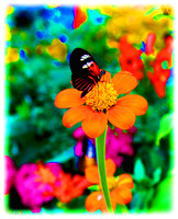 butterfly with multi-colored background
