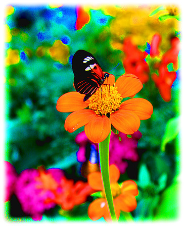 butterfly with multi-colored background