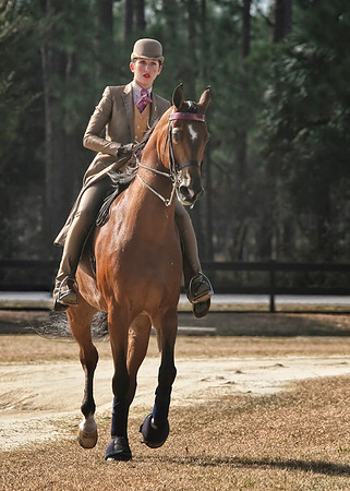 horse photography
