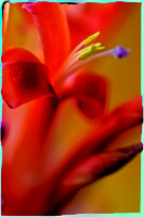bromeliad close-up se