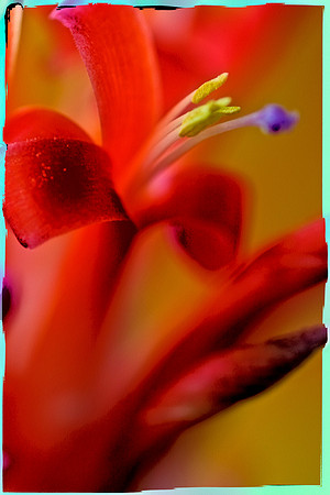 bromeliad close-up se