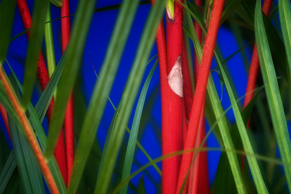 red sealing wax palm