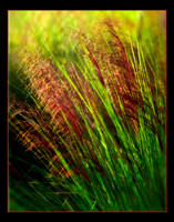 Muhley grass