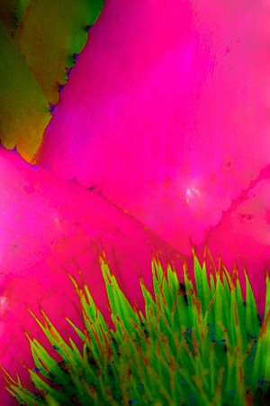 pink bromeliad center se .jpg