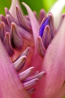 pink flower close -up