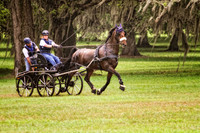 bay with extended trot