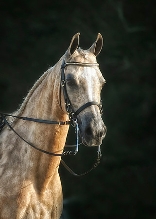 horse photography