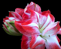 amaryllis with black backgound