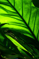 leaf with light