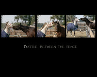 horse photography