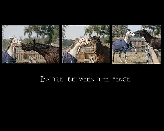 horse photography