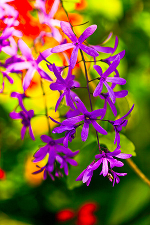 purple flowers