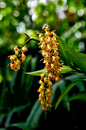 yellow orchid se