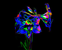blue amarylis with black background