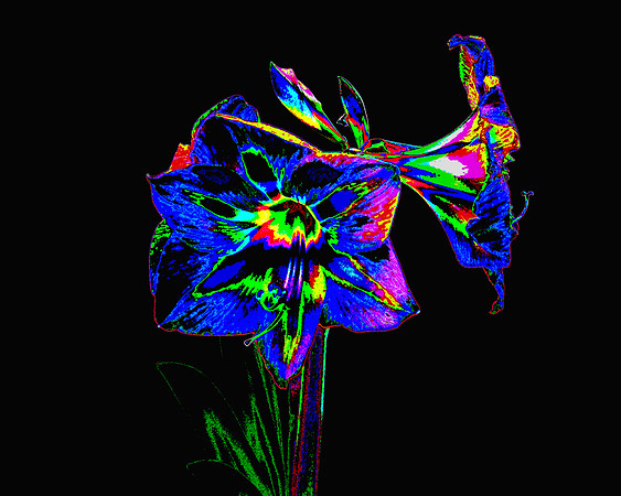 blue amarylis with black background