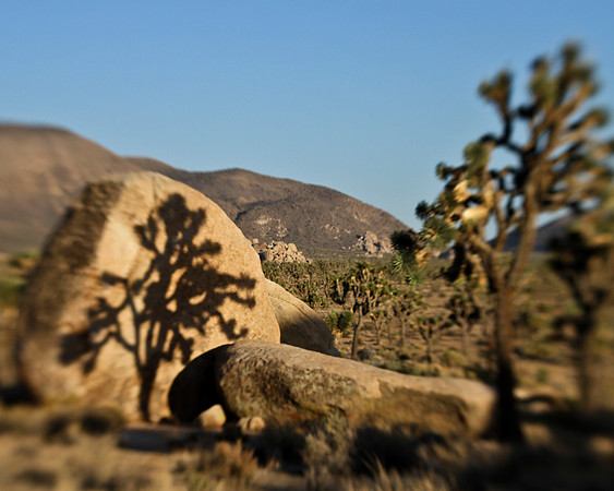 joshua tree shadow