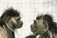 black and white monkeys