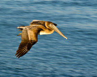 pelican in flight