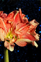 amaryllis with blue sparkle background se