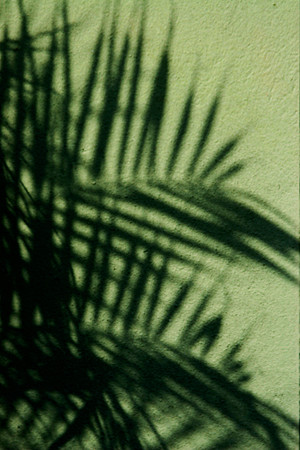 palm shadow 2