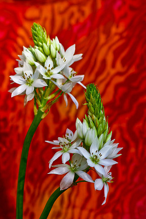 2 star of bethlehem with orange background