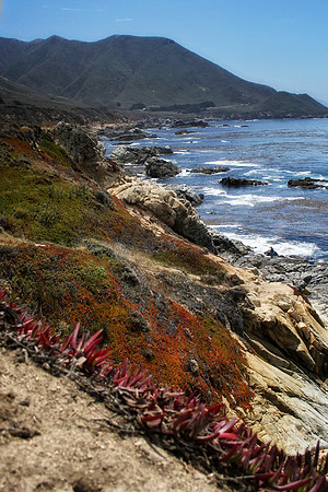 big sur with ice plant