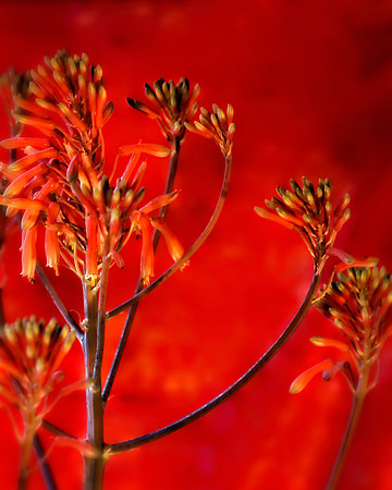 aloe bloom se