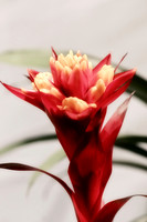 red and yellow bromeliad