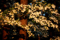 dogwood trees with pine behind