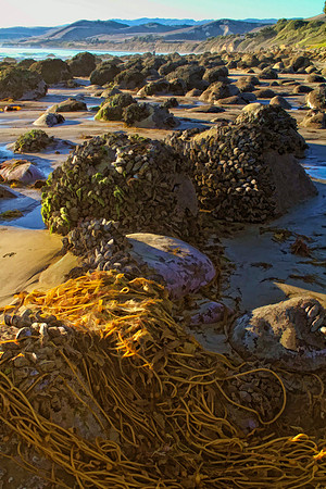 rocks and seaweed se