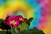 pink and yellow flowers