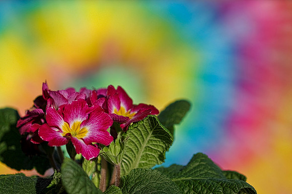 pink and yellow flowers