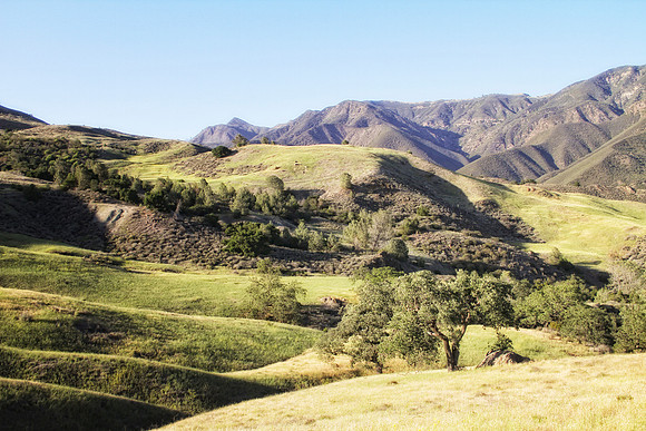 oak with mountains