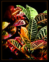 croton se.jpg