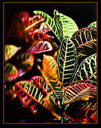 croton se.jpg