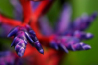 blue bromeliad 2