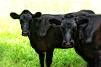 cows