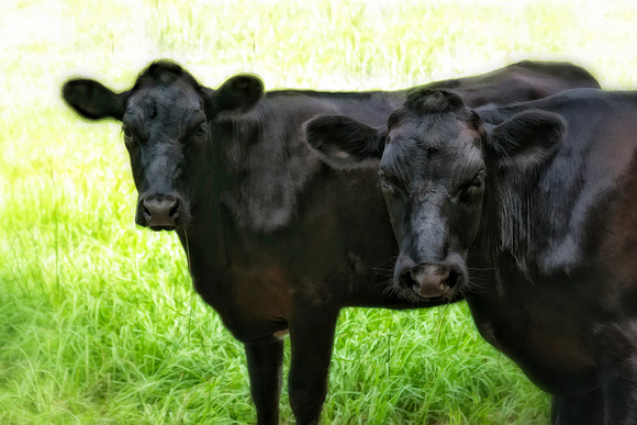 cows