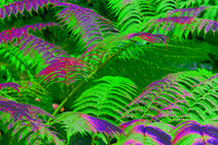 fern with light