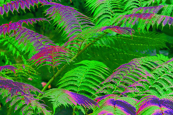 fern with light