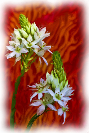 2 star of bethlehem with orange background painting_Painting