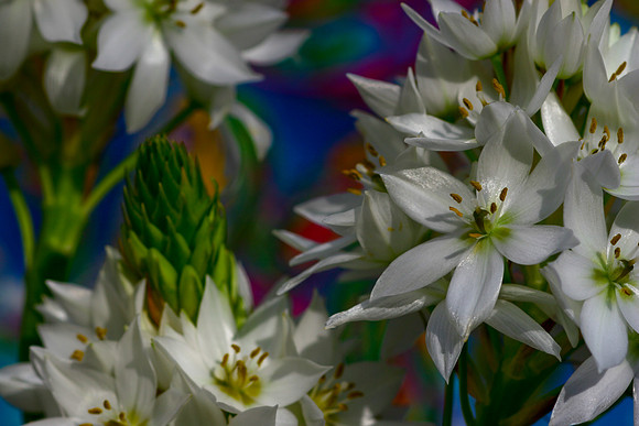 star of b close up