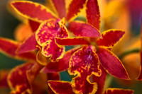 hot pink and yellow orchid se