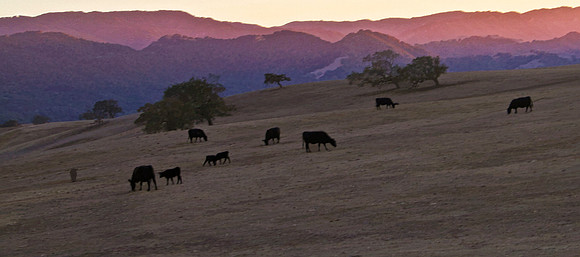 black cows at sundown se