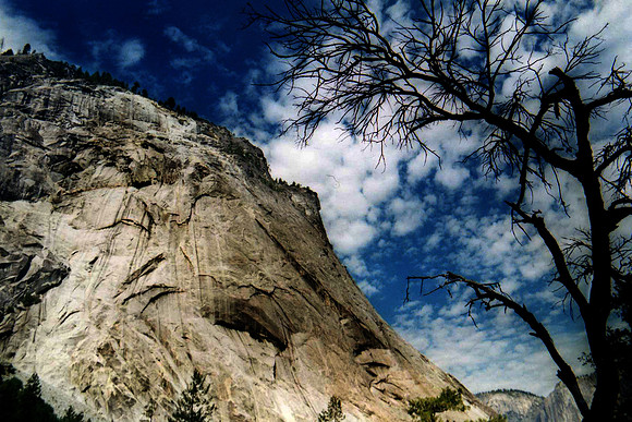Yosemite tree with mountain copy