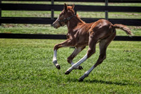 chestnut baby running 2