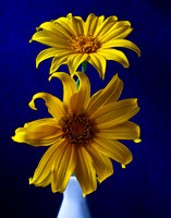 2 daisies with blue background